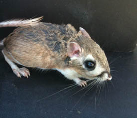 Heermann's Kangaroo Rat