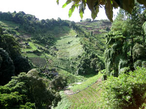 intensive hillside cropping