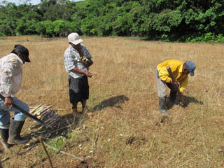 farming group planting sugarcane