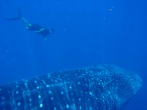 whale shark and guide