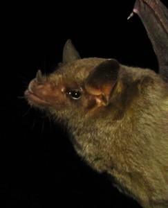 The endangered Mexican long-nosed bat (Leptonycteris nivalis) is  the central focus of my current research. Photo credit: Emma Gomez-Ruiz 